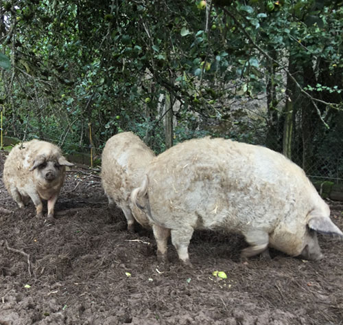 Porcs mangalitza élevés en plein air dans le Morvan